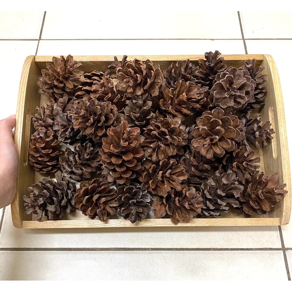 Quả thông khô nhiều kích thước lộn xộn, quả thông trang trí lớp học các góc hoạt động, trang trí nhà cửa.@
